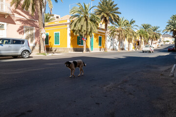 Un chien traverse la rue dans la ville de Mindelo sur l'île de Saint Vincent au Cap Vert en...