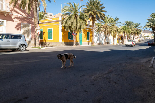 Un chien traverse la rue dans la ville de Mindelo sur l'île de Saint Vincent au Cap Vert en Afrique occidentale