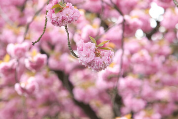 Sakura - Japanische Kirschblüte im April - rosa Blüten locken Insekten im Frühling
