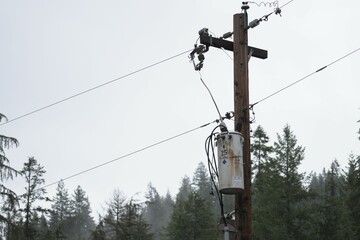 Telephone pole located in the pacific northwest surrounded by the woods.