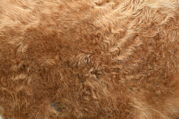 Close up photo of brownish red fur of a cow