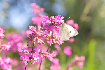 Small veined white butterfly, Pieris napi. Summer landscape with pink flowers.