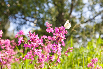 A detailed close-up of a cabbage white butterfly perched delicately on a pink bloom against a soft green background.