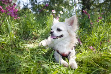Chihuahua dog portrait. Satisfied dog in summer.