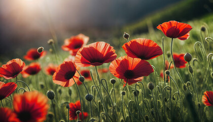 Fototapeta premium Red poppy. Poppy blossom at sunset. Mountain landscape with blooming red poppy. Mountain panorama. AI generated