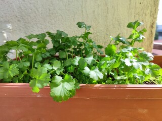 young fresh green coriander in a pot in sunlight