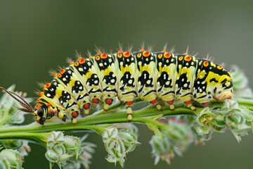 Fototapeta premium Butterfly caterpillar Papilio machaon on a forest plant on a summer day