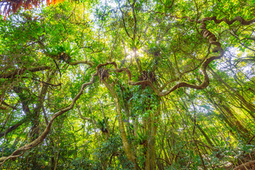 Baihualing Tropical Rainforest in Qiongzhong, Hainan, China
