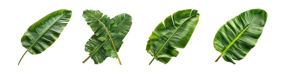 Banana leaf isolated on a transparent background 
 - obrazy, fototapety, plakaty