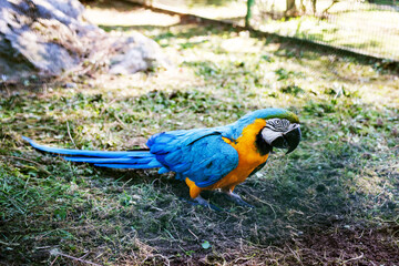 Blue and yellow Macaw parrots in a cage at the zoo, soft focus