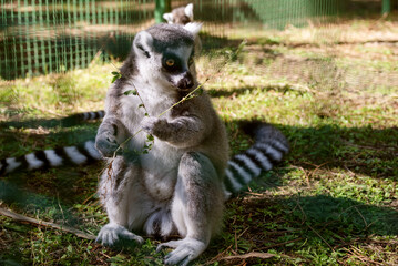 Cute young lemur (ring-tailed lemur, Lemur catta) resting on the grass sitting in a cage at the zoo