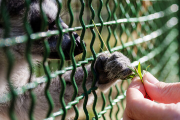 Cute curious lemur in an enclosure and a human's hand holding out a blade of grass in a zoo close-up, soft focus.