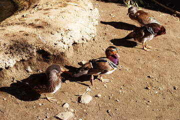 Resting Mandarin ducks in a park near the water on a sunny day. Waterfowl watching