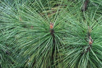 Long needles of pine jeffreyi joppi and branches of evergreen plants. Green coniferous tree in...