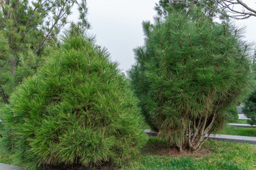 Long needles of pine jeffreyi joppi and branches of evergreen plants. Green coniferous tree in springtime in landscape design. Fresh spruce twig and young shoots. Photo wallpapers in green colors.
