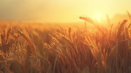 Naklejka premium Golden Wheat Field at Sunset