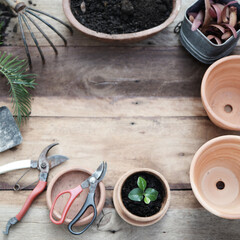 Growing plant in a clay pot Outdoor gardening small sprout growing top view on wooden surface