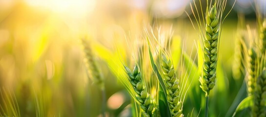 Golden Hour Splendor: Barley Ears Basking in Sunlit Serenity - Generative AI