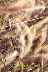 Desho grass or we call grass ,Pennisetum pedicellatum