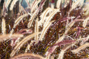 Desho grass or we call grass ,Pennisetum pedicellatum