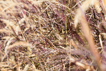 Desho grass or we call grass ,Pennisetum pedicellatum