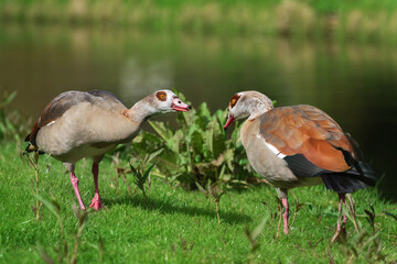 A female Egyptian or Nile goose (Alopochen aegyptiaca) meets her partner after a short separation during which he chased ducks from his territory - 779947561