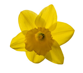 Yellow daffodil flower blossom, isolated image on transparent background