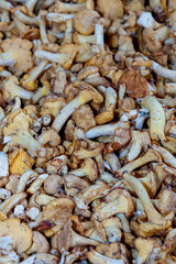 Ljubljana, Central Slovenia, Slovenia