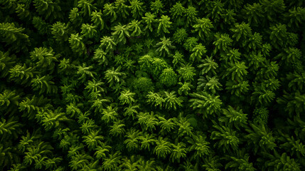 Lush Green Aerial View of Dense Tropical Rainforest Vegetation