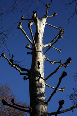 Trimmed tree in jardin du luxembourg - sixth arrondissement - Paris - France