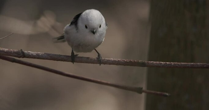Long-tailed tit bird caught and eats an insect - a fly. Long-tailed tit - Aegithalos caudatus, also named long-tailed bushtit, is a common bird found throughout Europe and the Palearctic. slow motion