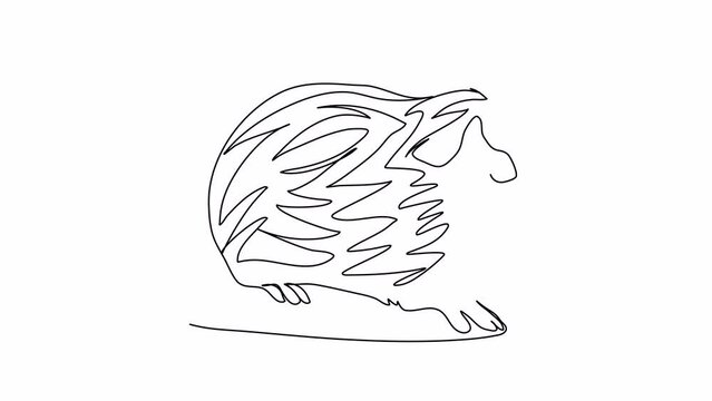 Guinea pig. One line drawing animation. Video clip with alpha channel.