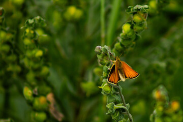 Bright Orange Essex Skipper (Thymelicus lineola) Butterfly Perched on Lush Green Spring Background...