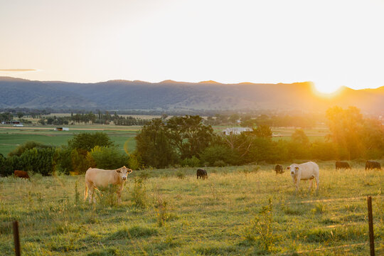 Cows grazing in paddock in golden afternoon light with the Mudgee Region's rolling hills in the back