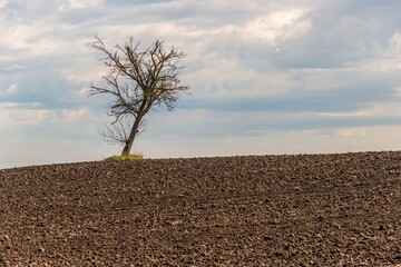 a lonely tree without leaves stands in the middle of a plowed field of Kuban black soil in the south of Russia on a sunny day in early spring