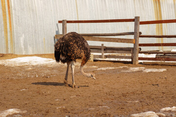 Ostriches standing inside a barn on an ostrich farm, surrounded by rustic wooden