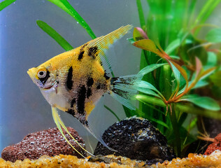 gold angel fish in aquarium