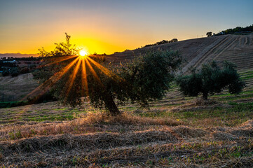Sonnenuntergang mit Olivenbäumen und Weizen