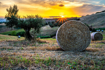 Sonnenuntergang mit Olivenbäumen und Weizen