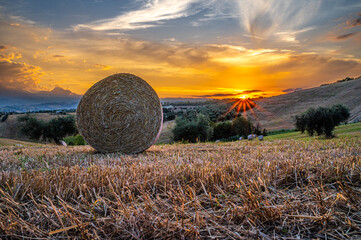 Sonnenuntergang mit Olivenbäumen und Weizen