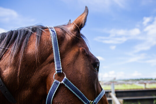 close up of a brown horse in a halter