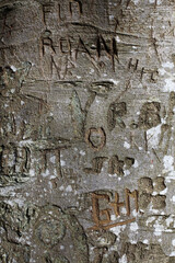 Kinnoull Hill - Forest walk - City of Perth - Perthshire - Scotland - UK