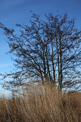 Common Reed - Phragmites australis - River Tay - Perthshire - Scotland - UK