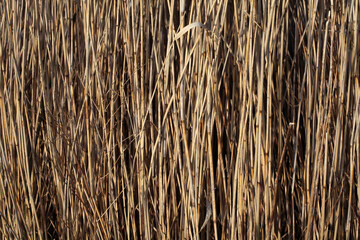 Common Reed - Phragmites australis - River Tay - Perthshire - Scotland - UK - obrazy, fototapety, plakaty