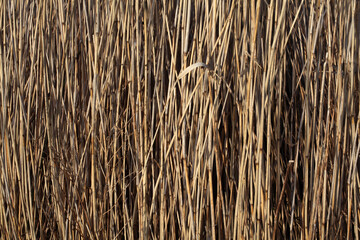 Common Reed - Phragmites australis - River Tay - Perthshire - Scotland - UK