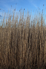 Obraz premium Common Reed - Phragmites australis - River Tay - Perthshire - Scotland - UK