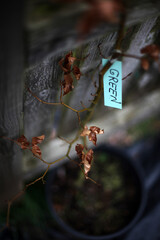 Label Green on a dead plant - garden nursery
