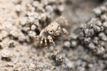 Camouflaged mud crab on beach in Palawan, Philippines on April 4, 2024