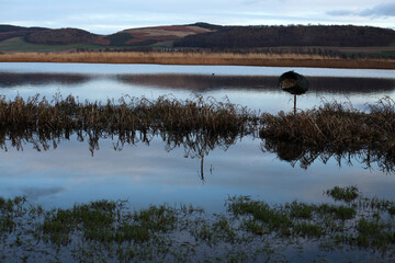 Evening light on Tay river bank - River Tay - Perthshire - Scotland - UK