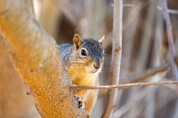 The fox squirrel (Sciurus niger), also known as the eastern fox squirrel or Bryant's fox squirrel - obrazy, fototapety, plakaty